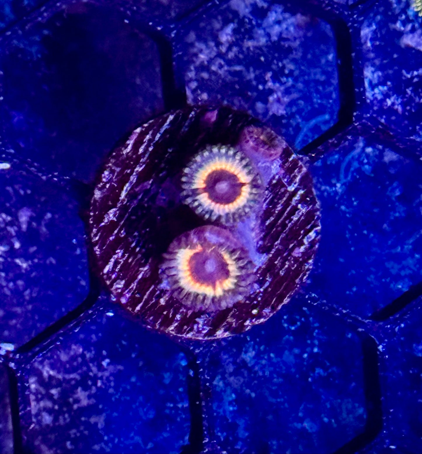 Vampire Zoas