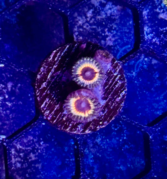 Vampire Zoas