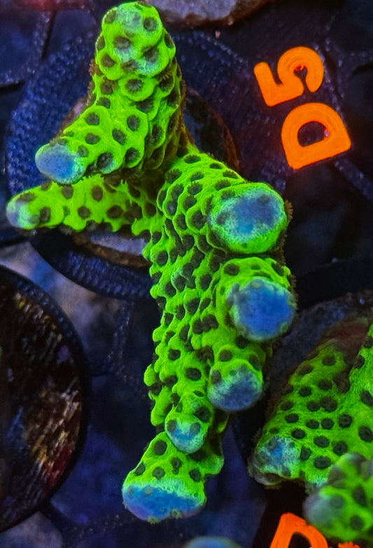 Slimeball Anacropora