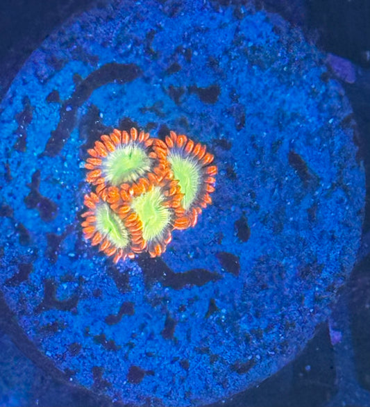 DBC Solar Eclipse Zoas