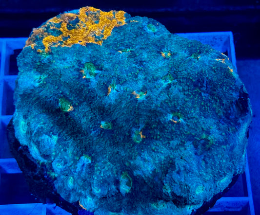 DBC Fireworks Echinata