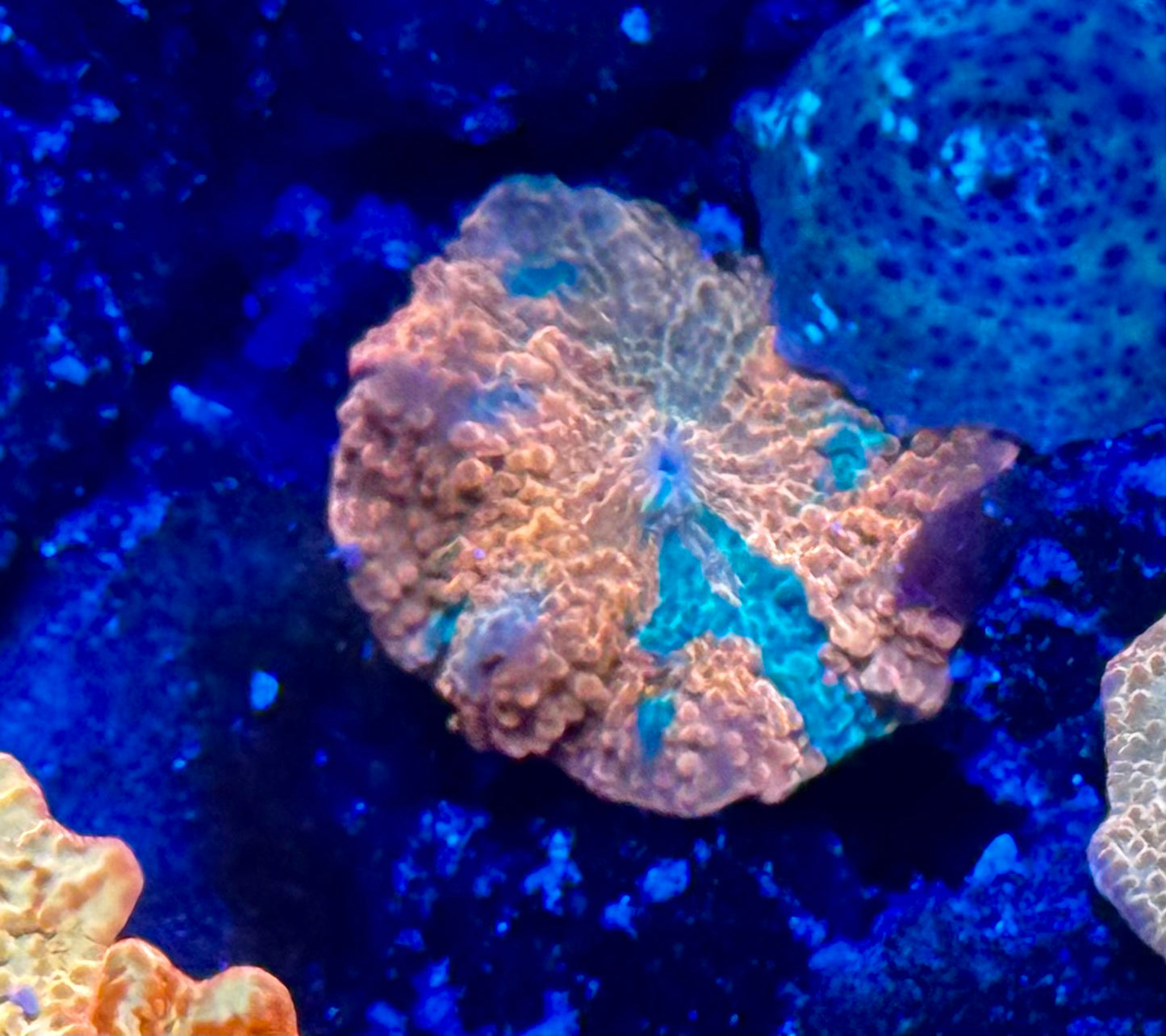 Candy Crush JB - small