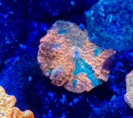 Candy Crush JB - small