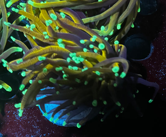 Orange Peel torch - pinching into 2 heads