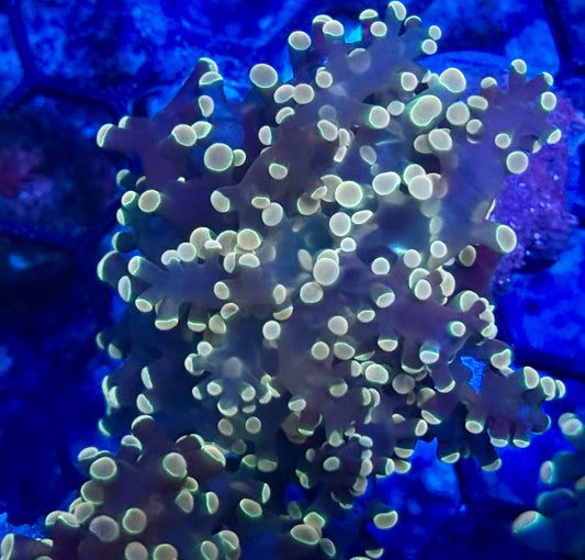 Tumbleweed Frogspawn