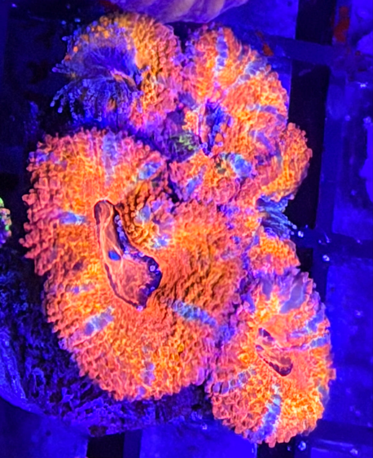 DBC Cherry Acan