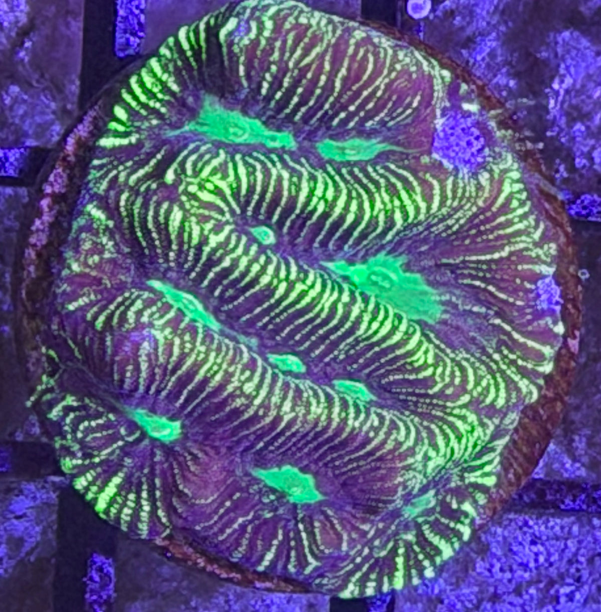 Green and purple encruster