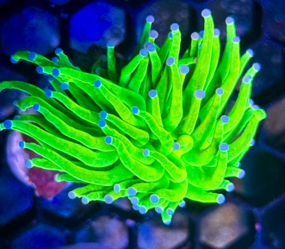 Early Black Friday HG Deal