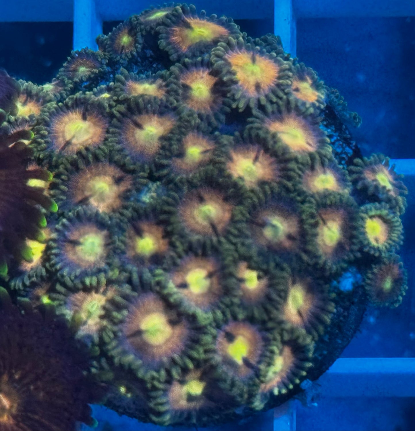 RR Kraken Zoas