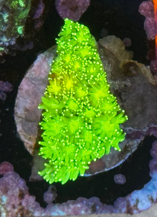 Lemon Lime Goni