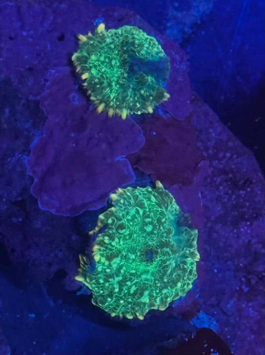 Green Goblin Mushrooms
