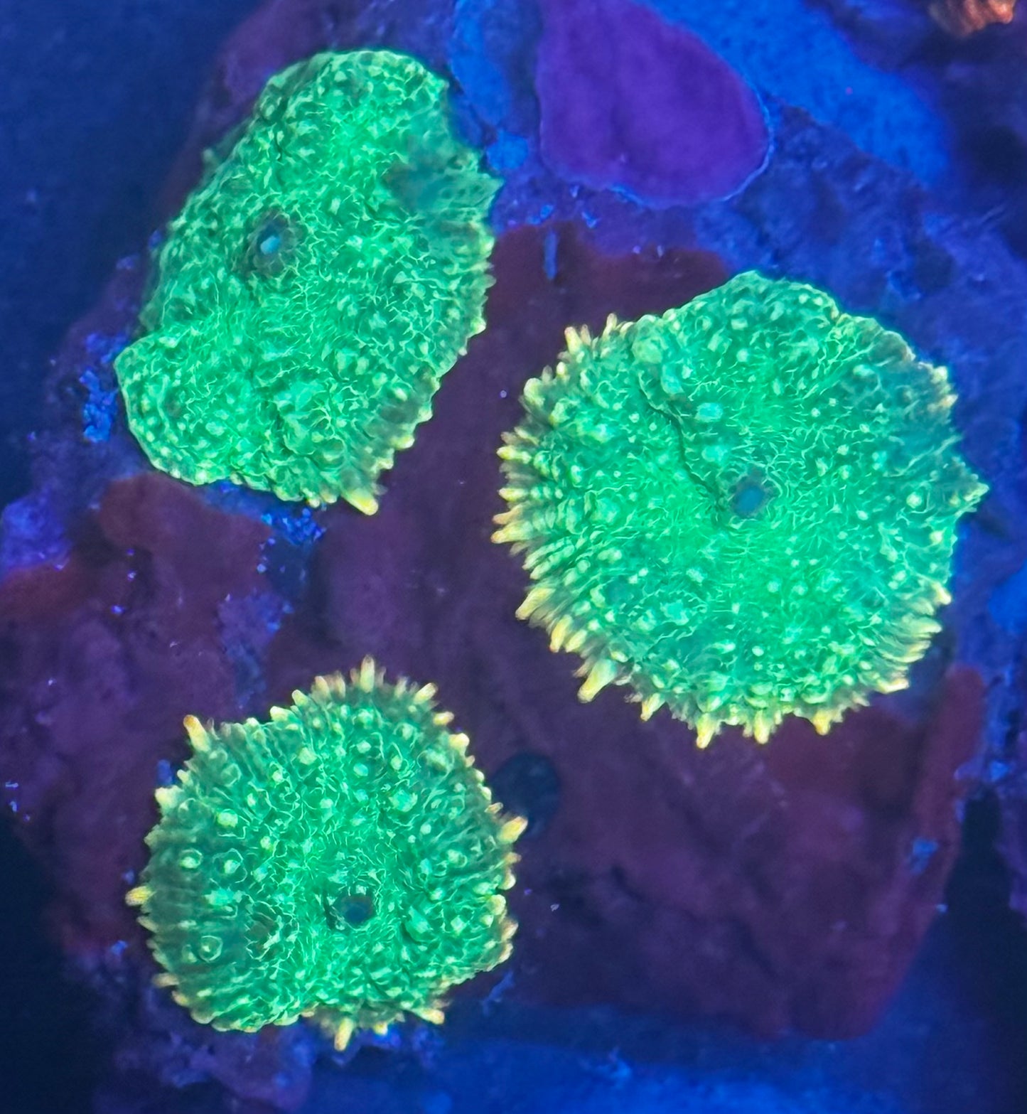 Green Goblin Mushrooms