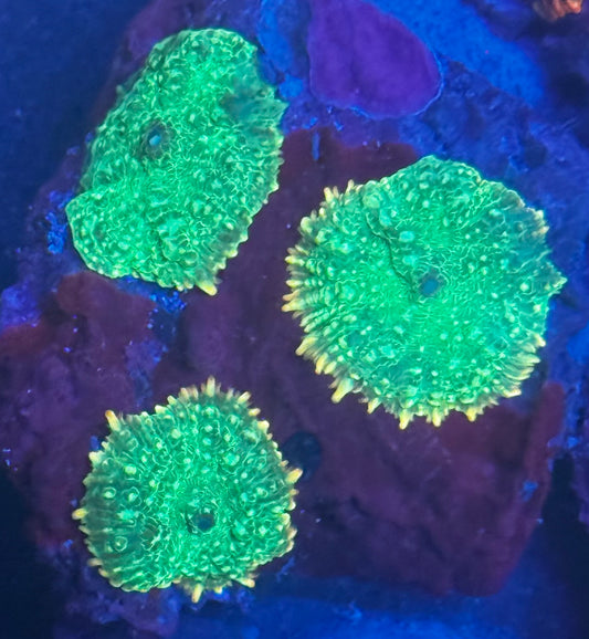 Green Goblin Mushrooms