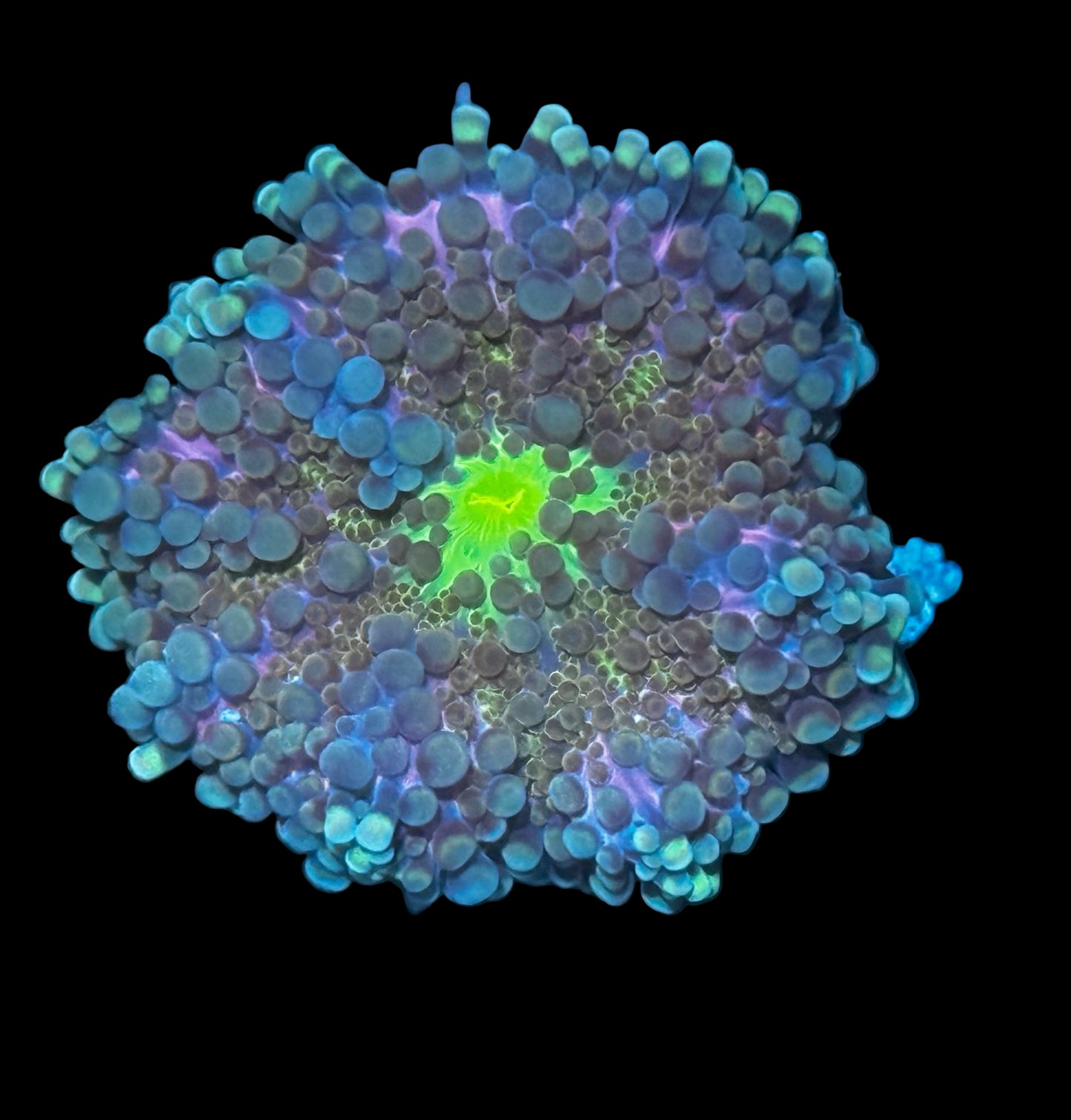 DBC Purple Nurple Yuma