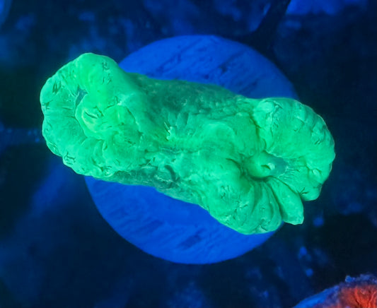 Kryptonite Candy Cane