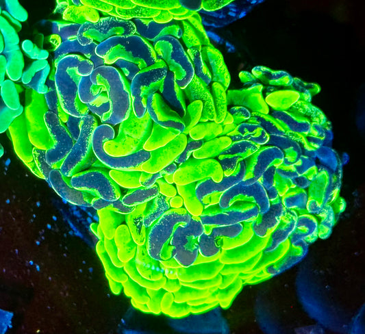 Canary Splatter Hammer - double