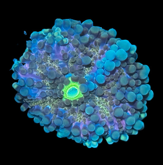 DBC Purple Nurple Yuma