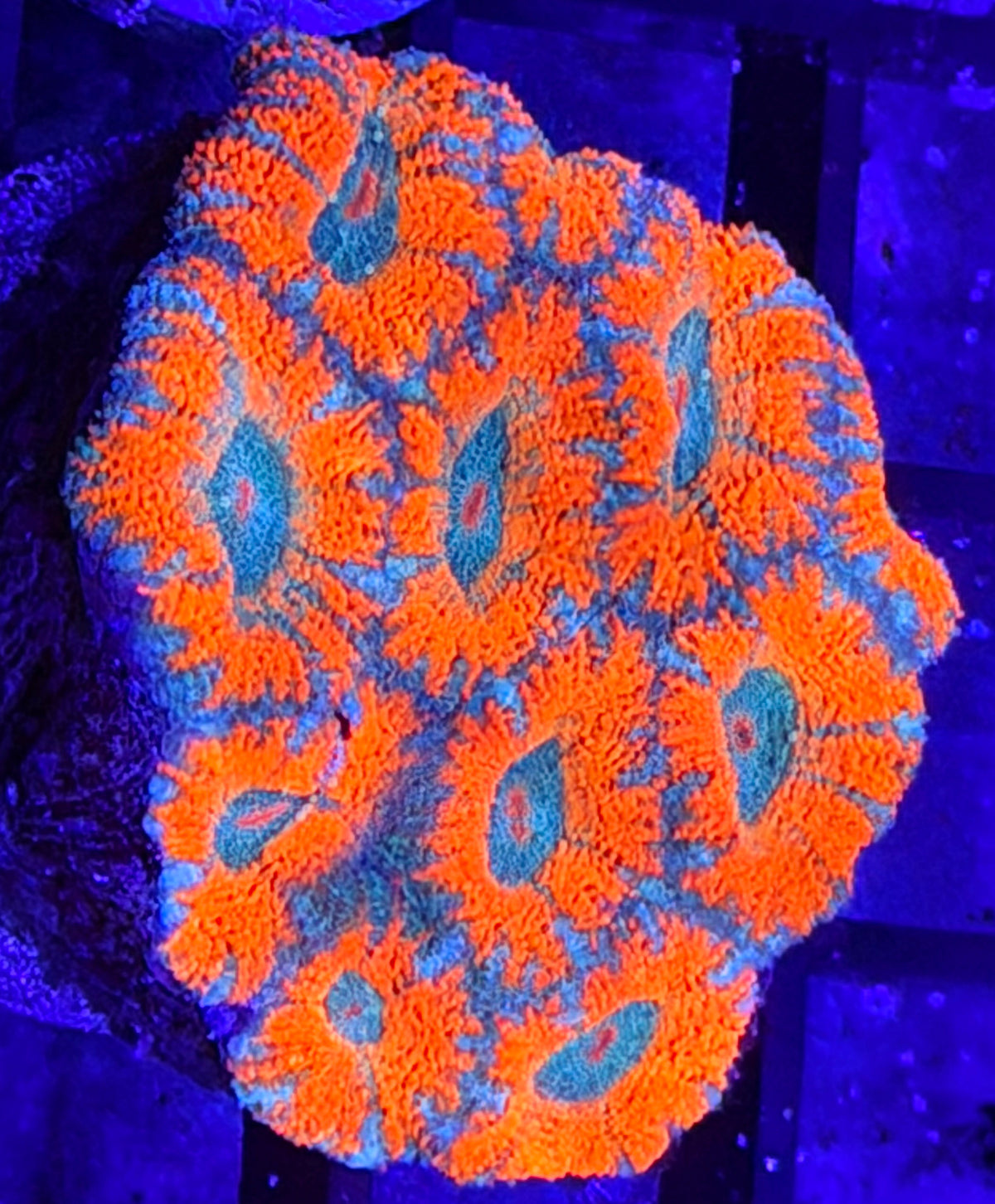 DBC blue lace micromussa