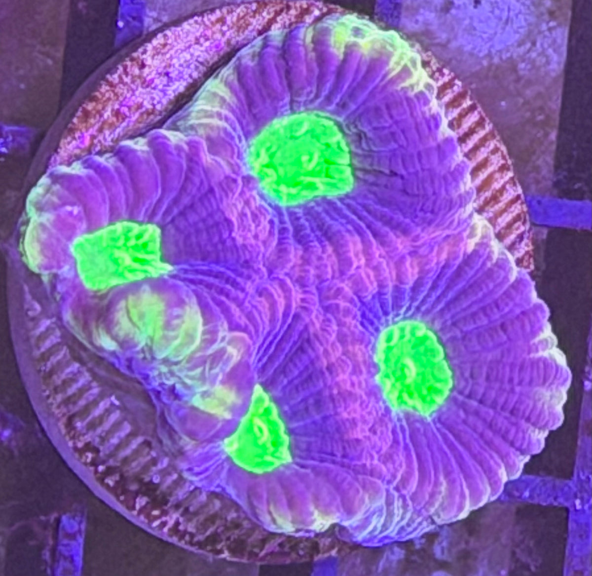 Dragon soul favia