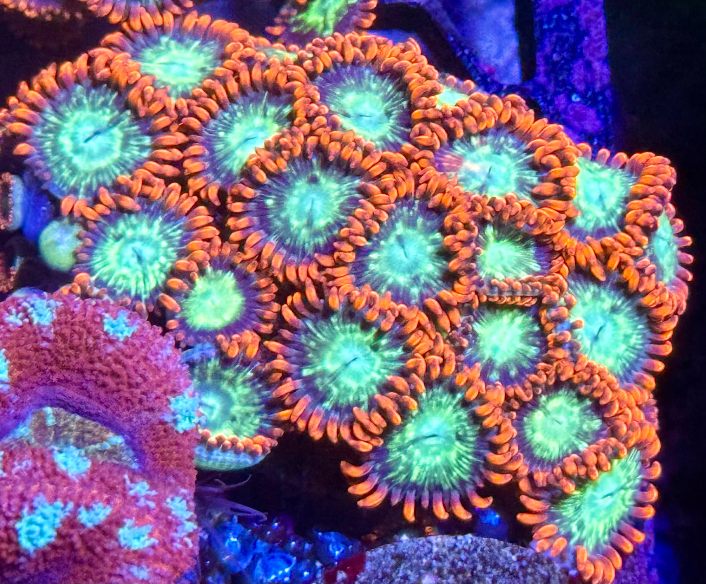 Fireball Zoas