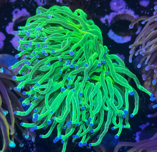 Mean Green Torch - 2 heads