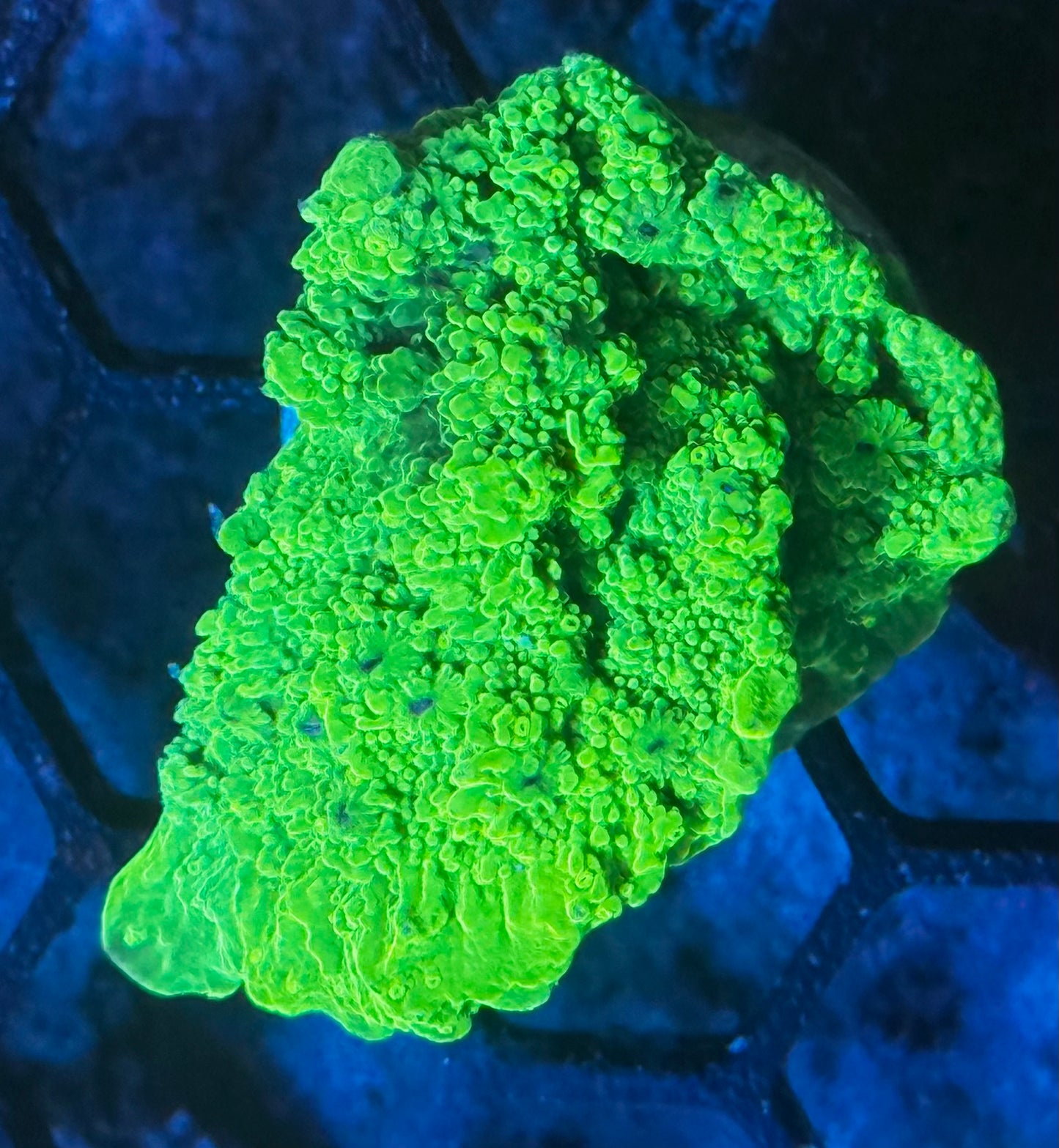 Kermit the frog encruster