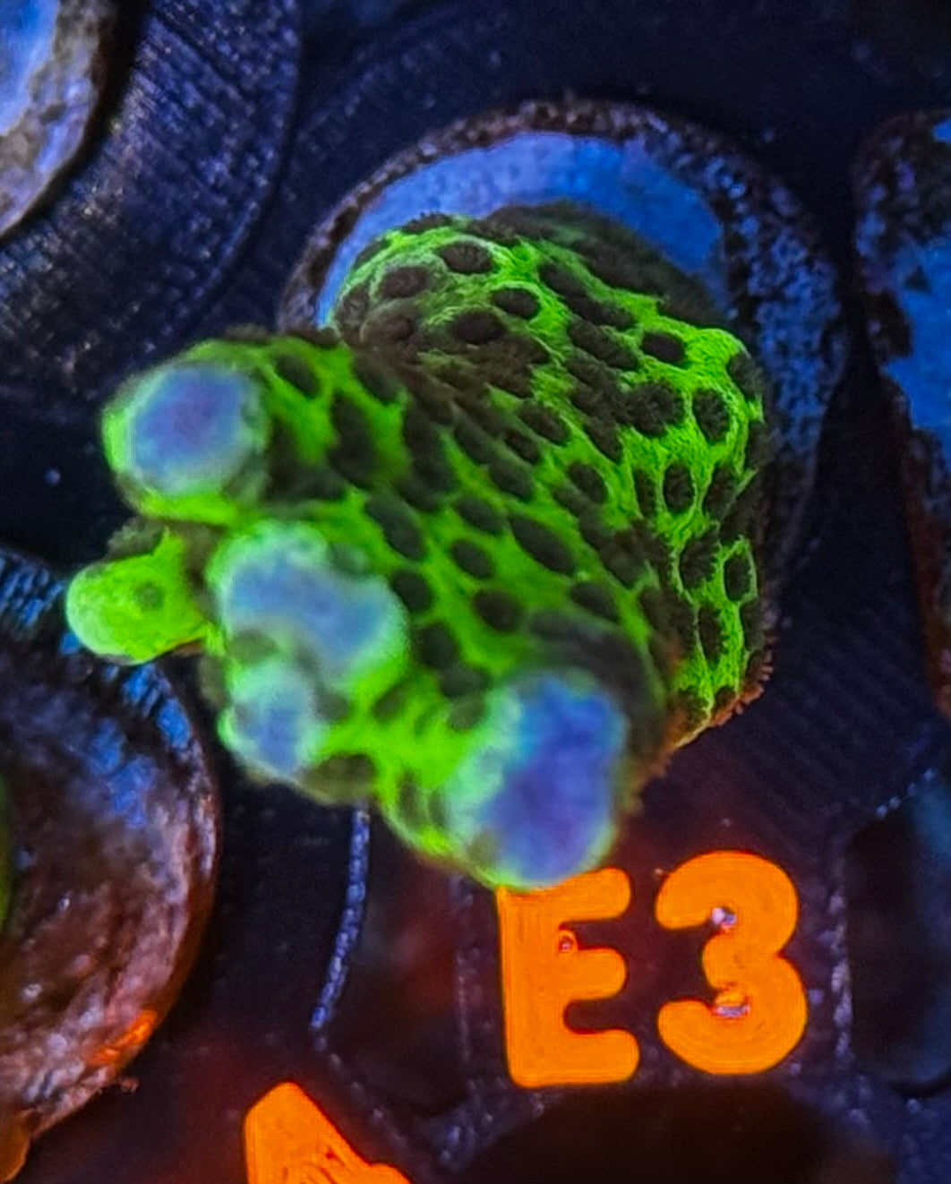 Slimeball Anacropora