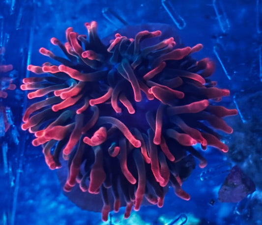 Sherman Bubble Tip Anemone