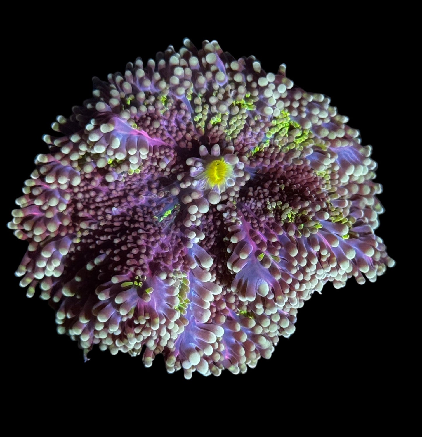 Purple Hippie Yuma - XL