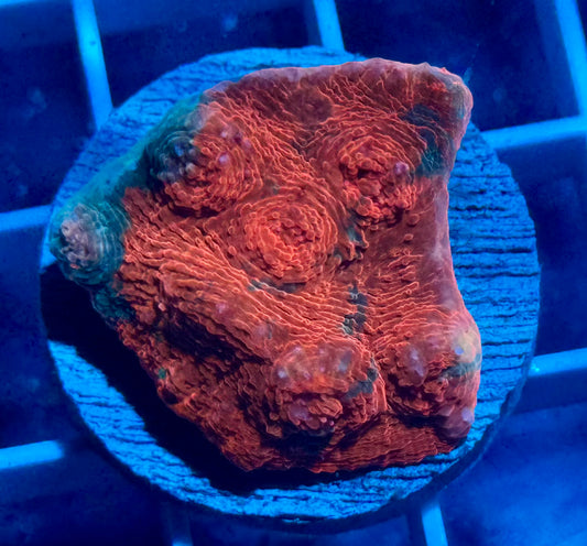 Orange Crush Chalice