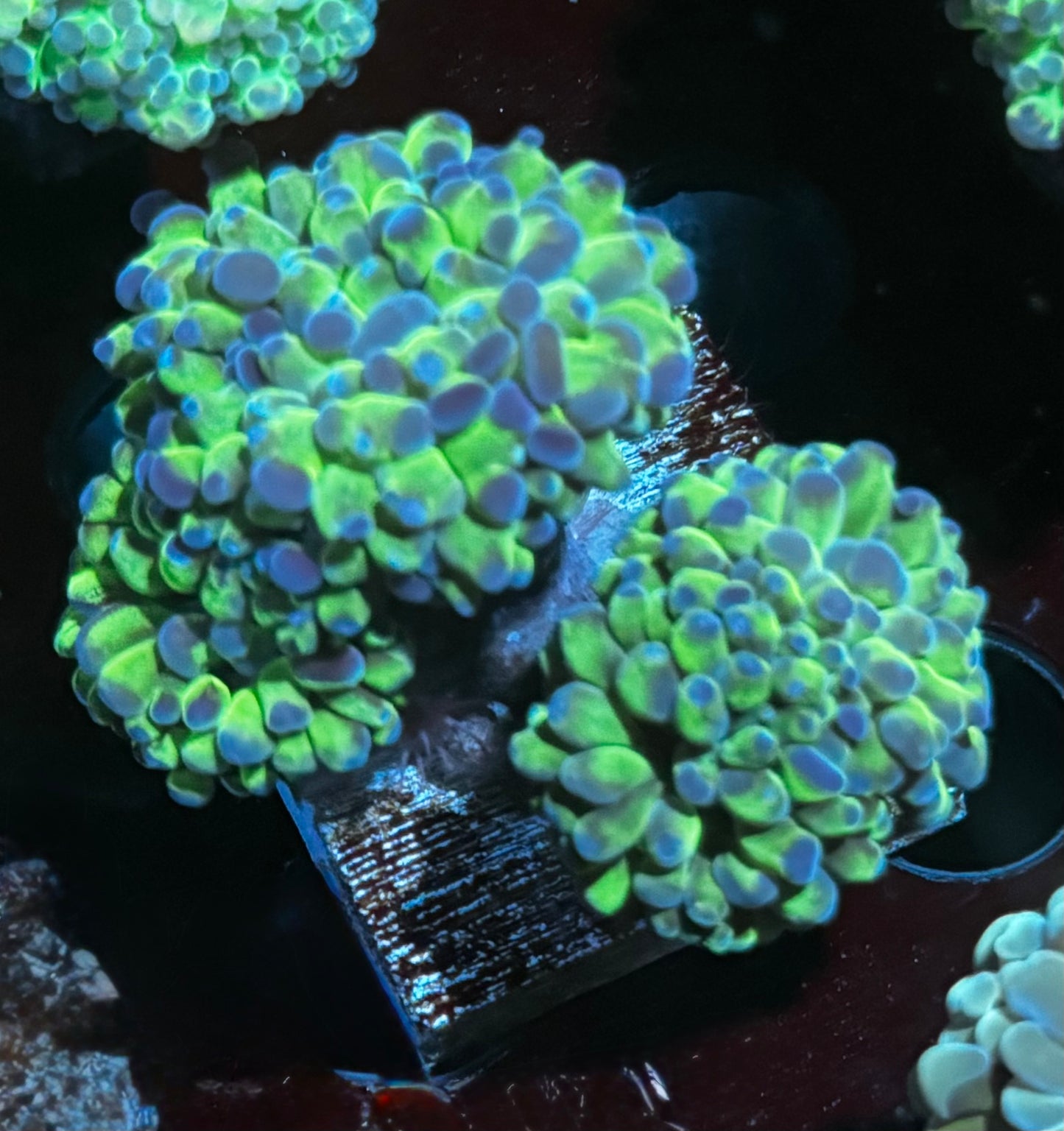 Blue green hammer - 3 heads