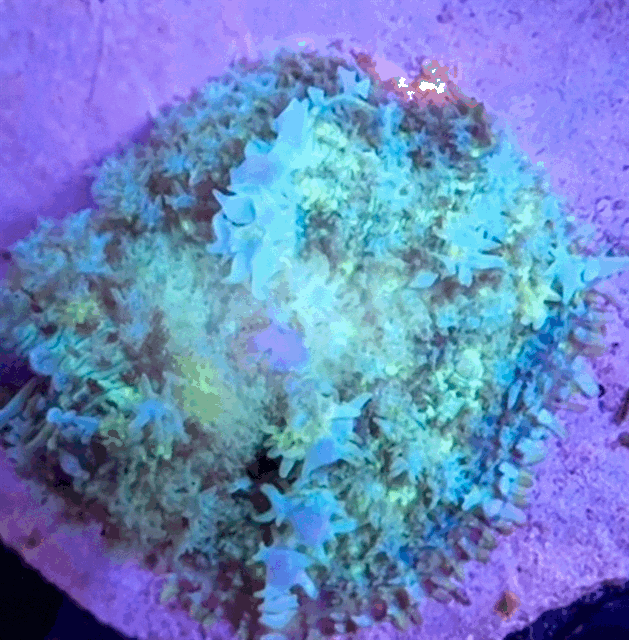 Carpet bounce mushroom