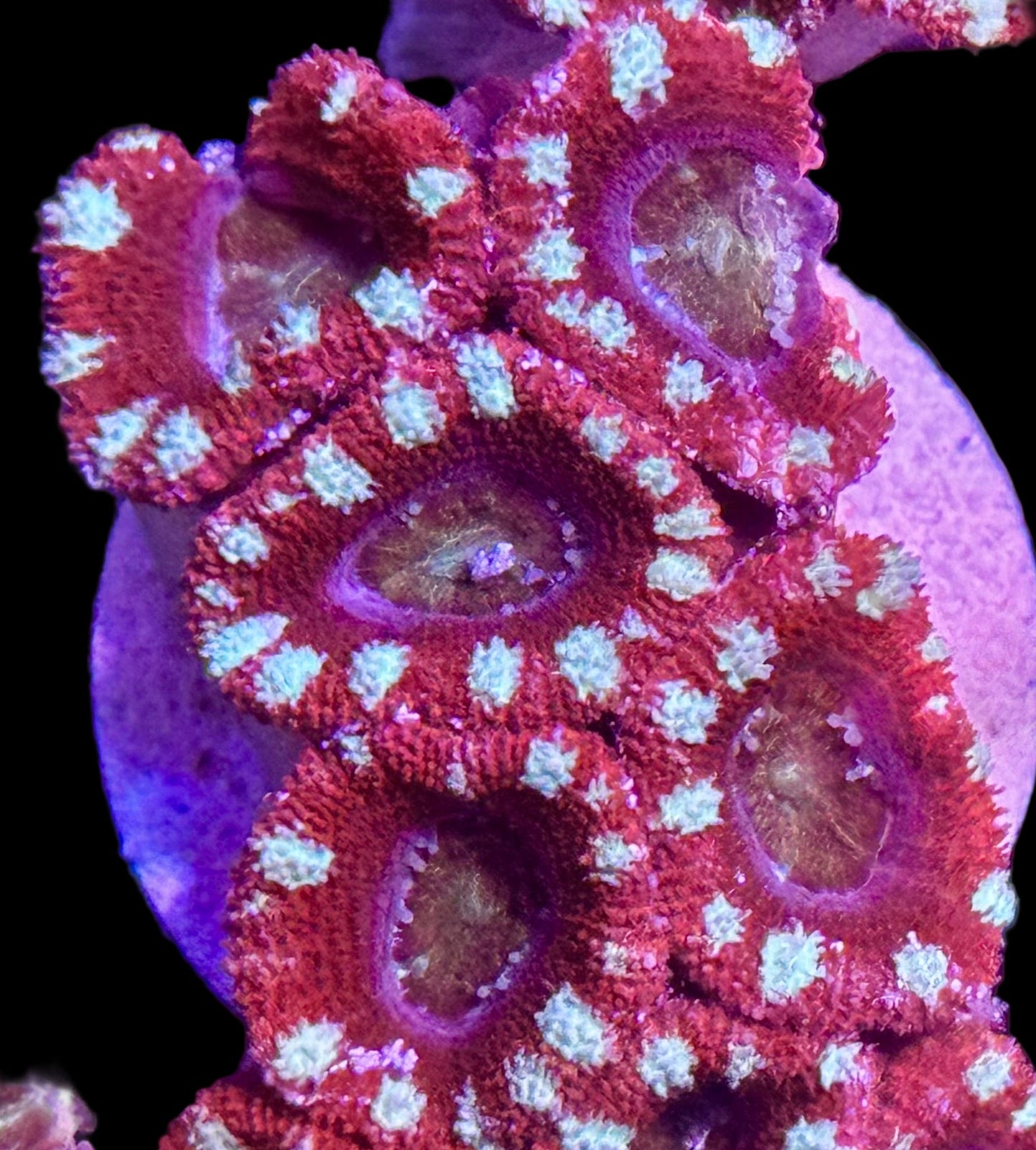 Candy Cane Acan