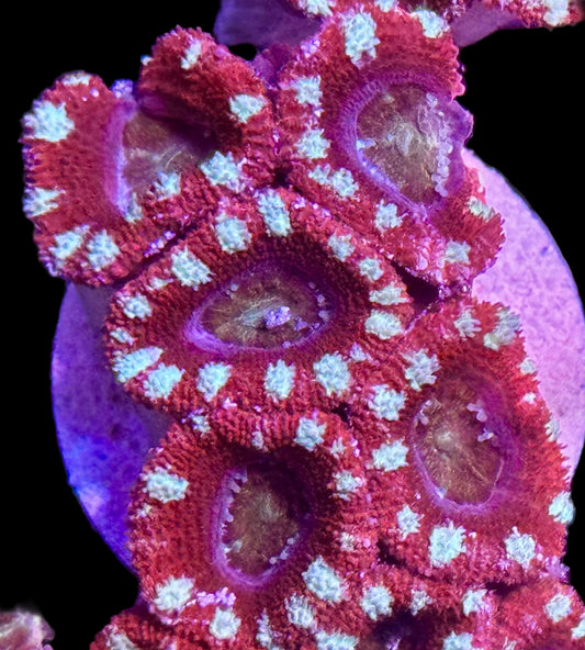 Candy Cane Acan
