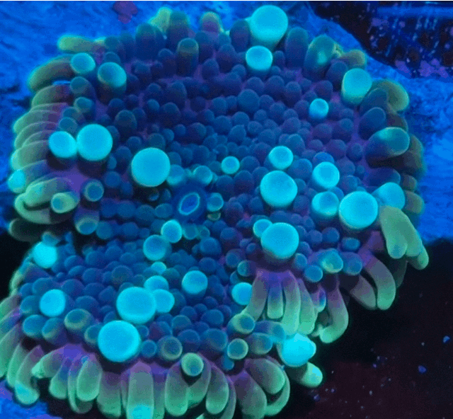 Purple gumdrop Yuma - XL