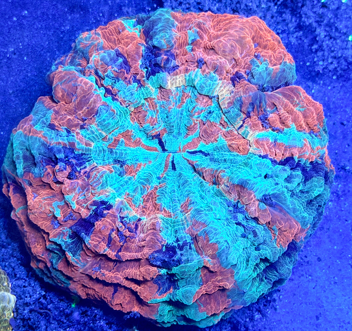 Ultra rainbow acantho with yellow mouth