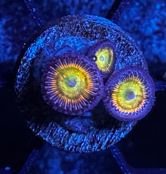 Sunny D zoas