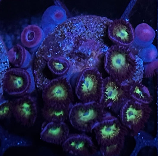 Mean Green zoas