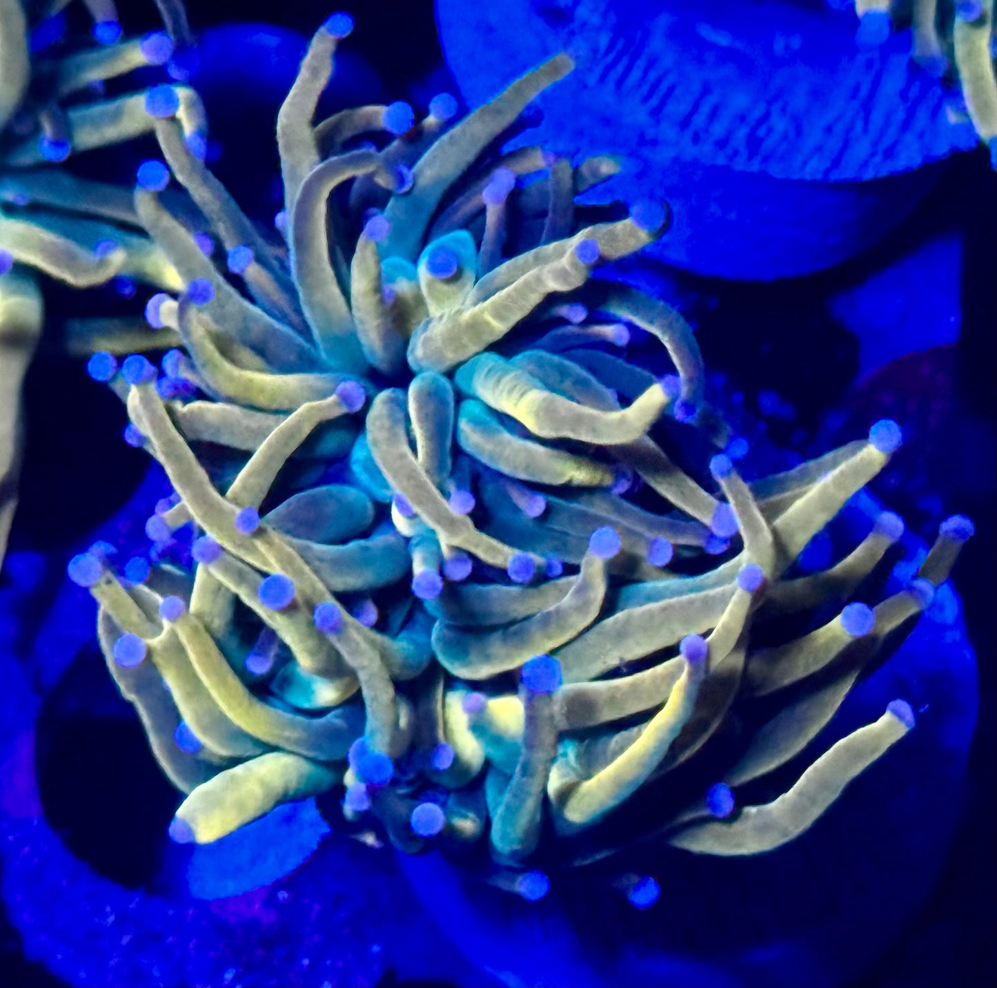 Rapunzel HG Torch - pinching to 2 heads