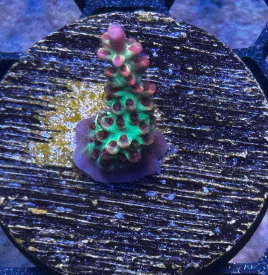 Aussie Strawberry Shortcake