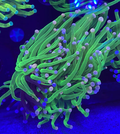 Pink Tip Grafted Holy Grail