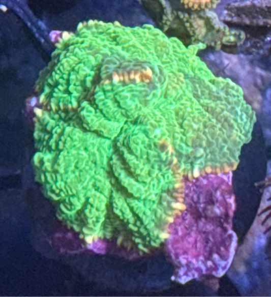 Green Goblin mushroom