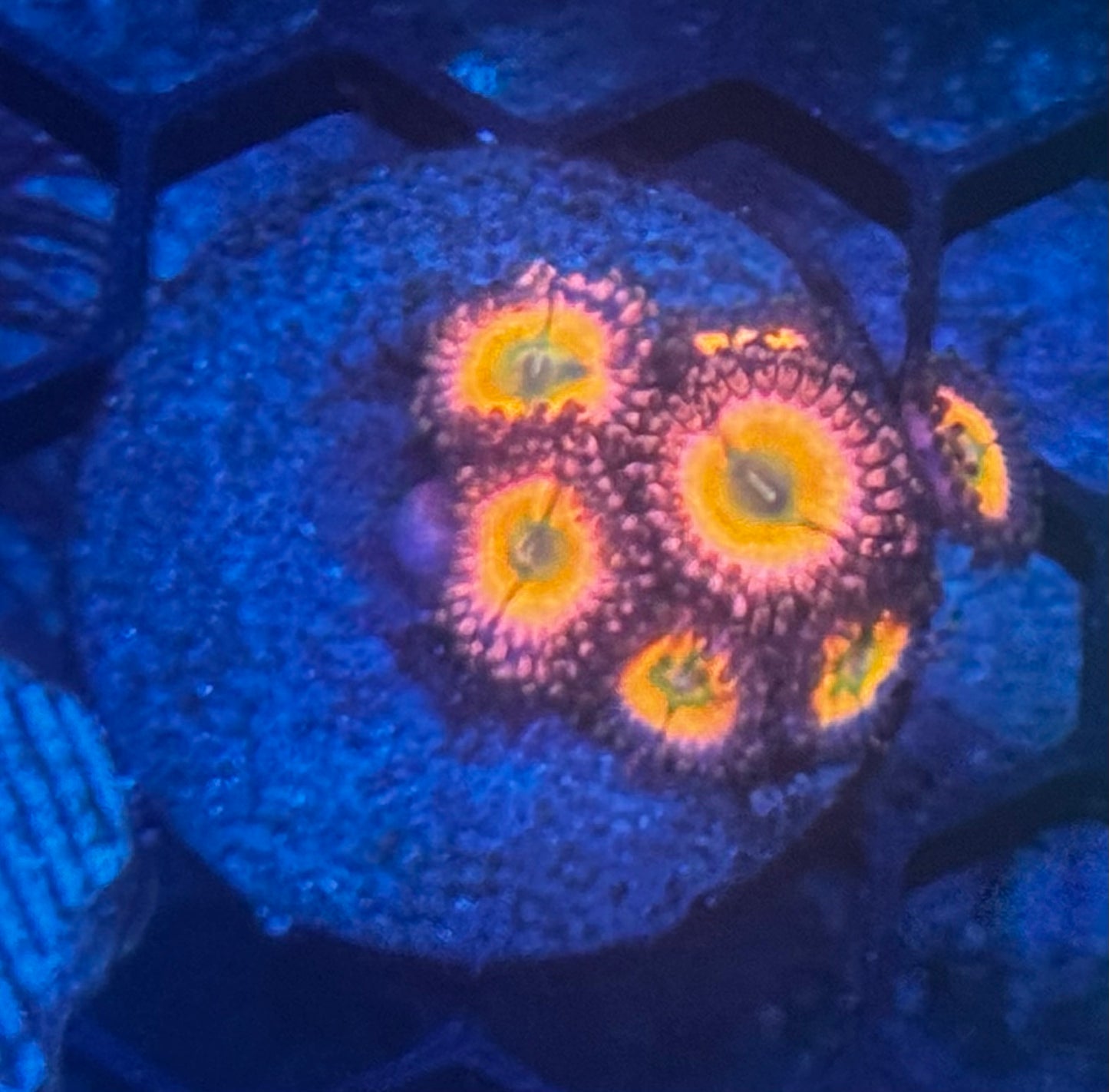 Zoa cluster