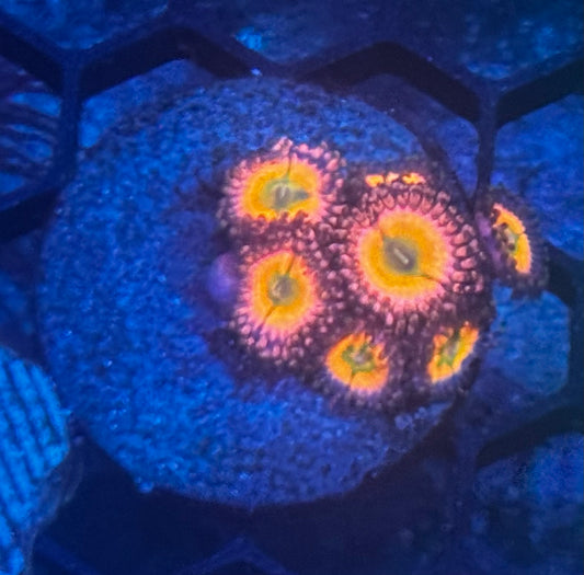Zoa cluster