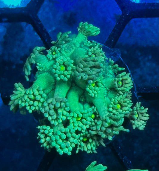 Flame Tip Goni