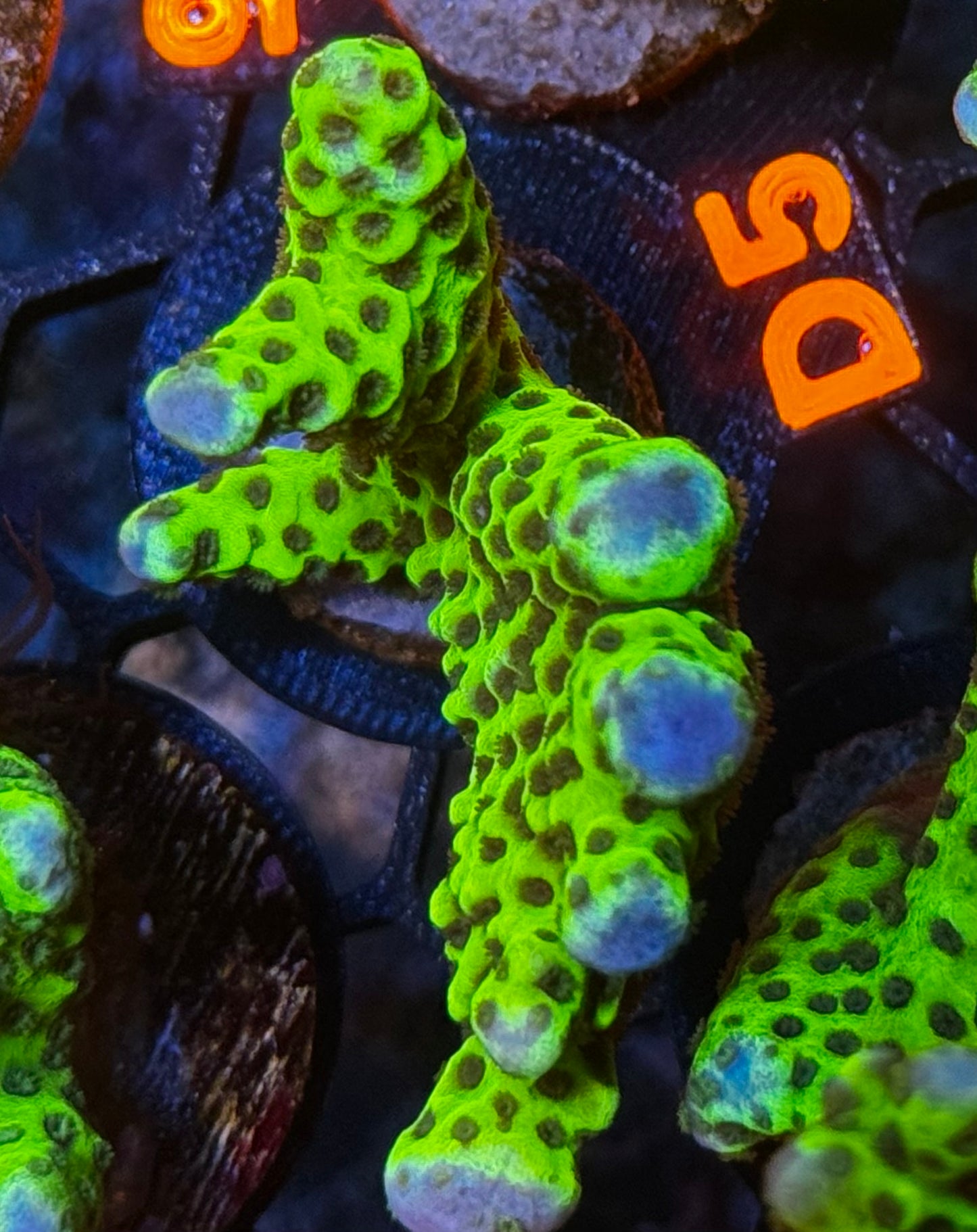 Slimeball Anacropora