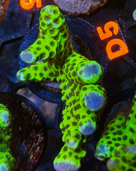 Slimeball Anacropora