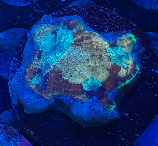Acan Echinata - fire sale