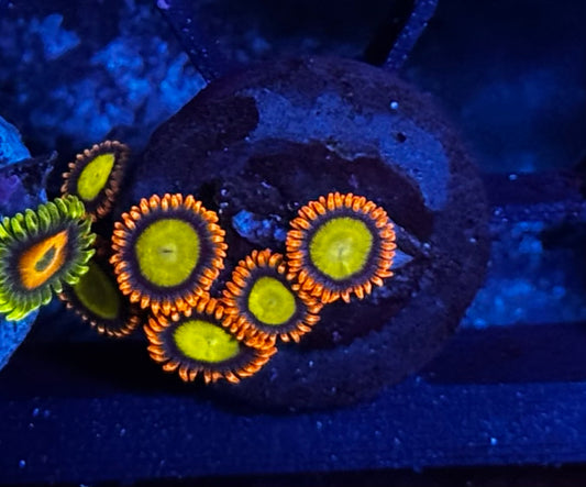 Mandarin zoas