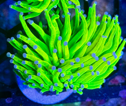 Early Black Friday HG Deal